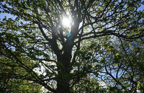 Elishaw Farm Holiday Cottages - Foto 66