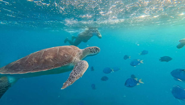 Taking photos of the turtles