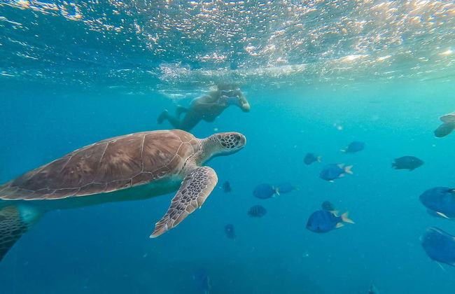 Mindelo Turtle Snorkelling Tour - Photo 3