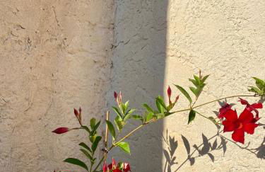 Le Micocoulier - Foto 35