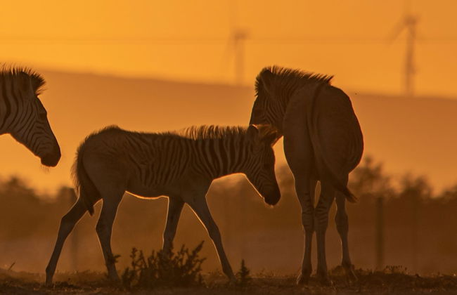 L'Ermitage Quagga Lodge - Photo 27