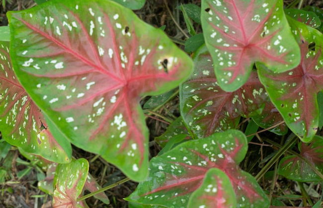 Oski Lodge - Foto 69