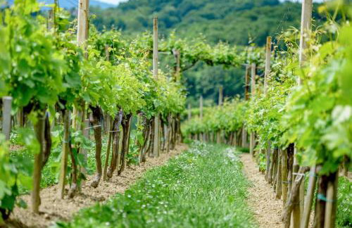 StellaLuca Resort - Foto 21