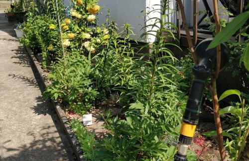 Gästehaus am Teich - Foto 15