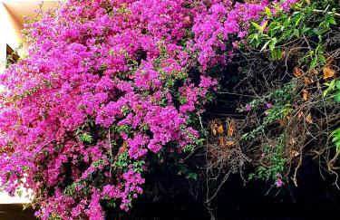 QUIET HOUSE GARDEN NAPLES-POMPEI-SORRENTO - Foto 4