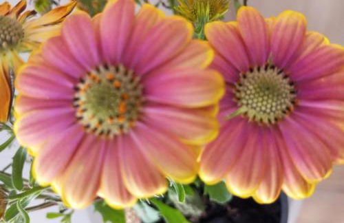 Casa das Mouriscas - Foto 58