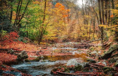 The Ancient Bears Den By Avada Properties - Foto 77