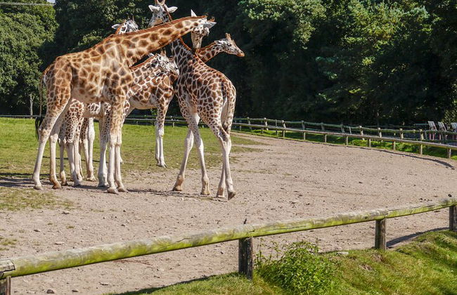 Billet coupe-file pour le zoo Hellabrunn de Munich avec transferts - Photo 6