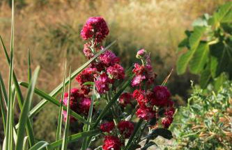 Apartments with parking space Zaglav, Dugi otok - 878 - Foto 10