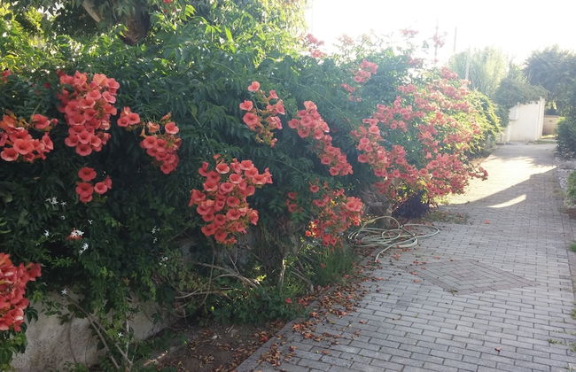 Corfu Anastasia - Foto 13