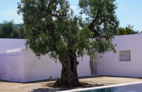 Masseria Pezze Galere Piscina privata - Foto 40