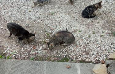 La caciaia di Bulcianella - Photo 24