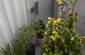 Apto térreo, 2 quartos a 5min da Vila Germânica, com ar e garagem - Foto 14