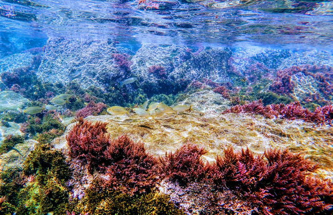 Baptême de plongée dans le Parc Naturel du Détroit - Photo 8