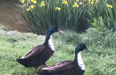 Halfmoon Lodge @ Knights Hole wheelchair access - Foto 7