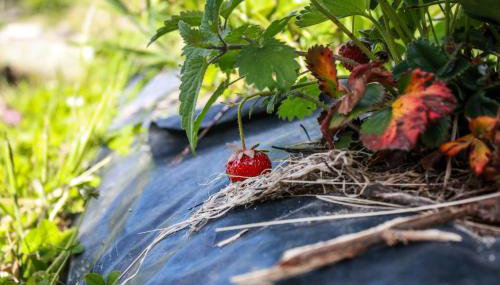 Quinta Das Rossadas - Foto 4