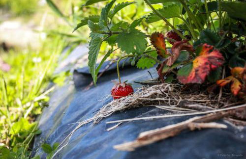 Quinta Das Rossadas - Photo 4