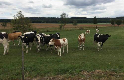 Irenes Tinyhouse - Foto 36