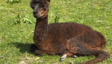 Rife Lodges - Foto 3