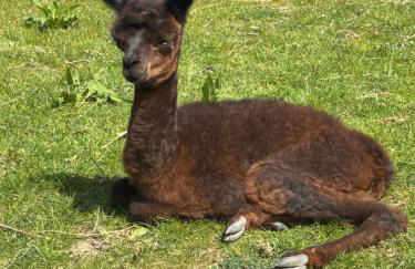 Rife Lodges - Foto 3