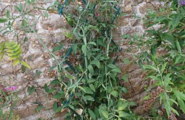 Wisteria Cottage at Gites de la Vienne - Foto 28