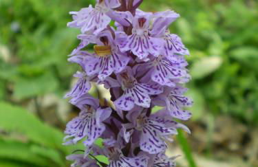 Agriturismo I Monti di Salecchio - Foto 36