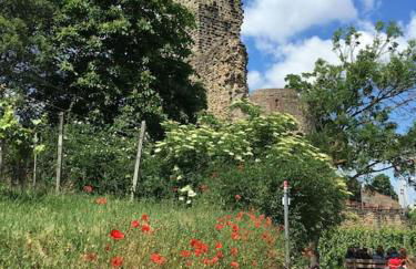 Unter den Reben - Foto 25