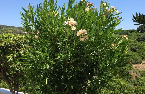 Sea Breeze Apartments Chios - Photo 70