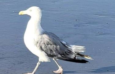 All Season Holiday Seashore Getaway! - Foto 56