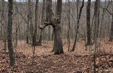 Baca Cabin Near Compton, Ponca, Buffalo River, Trails - Foto 62