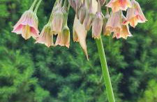 Sowi Dworek - Foto 8