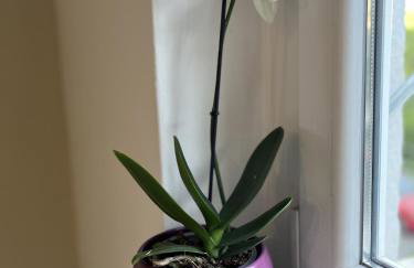 Luxury apartment Lolipop - Photo 14