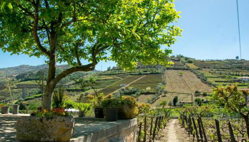Cosy Historical House in Lamego - Quinta do Cabo - Photo 2, Garden, Garden view