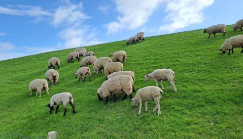 Ferienwohnung Watt n Deichblick - Foto 4
