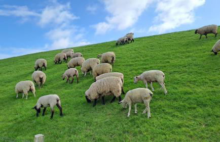 Ferienwohnung Watt n Deichblick - Foto 4