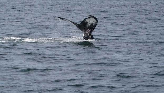 Una ballena en las aguas de Terranova