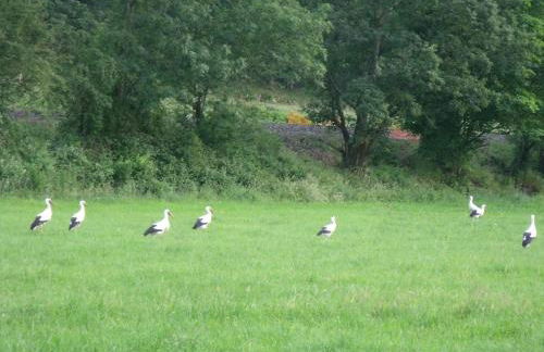 l'ecureuil - Foto 20