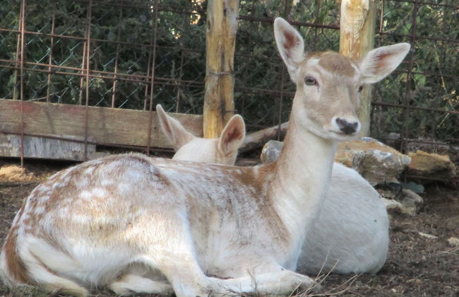 Il Daino Bianco Country Hotel - Foto 78