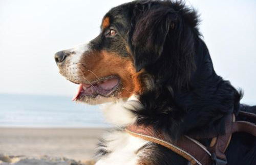 Schwedenhaus Hyggeline direkt an der Ems - Foto 19