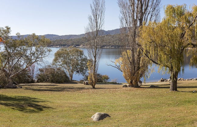 Grey Kangaroo- On Lake Jindabyne foreshore - Foto 20