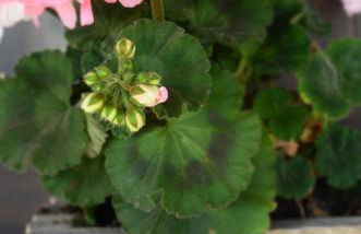 Mythos Holidays & Events - Photo 39