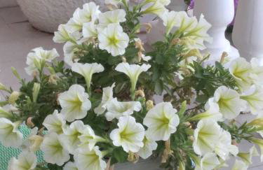 Apartments Panorama view Zeljko Scerbe - Foto 58