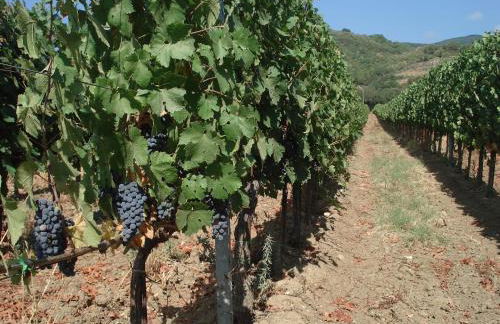 Agriturismo La Fontanella & Glamping - Foto 69