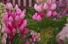 Żuławska Chata - Foto 38