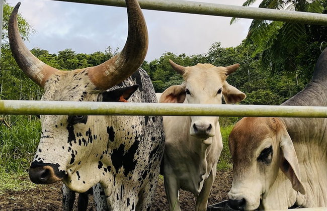 HACIENDA ILUMINADA ECO RETREAT - Foto 16