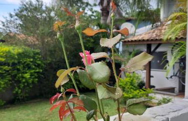 Aconchego em Floripa - Foto 7