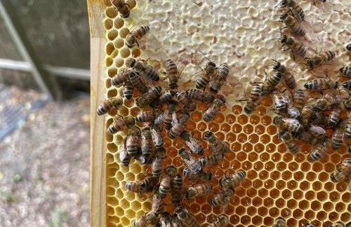 Ferien-am-Gutshof in Velgast - Ferienwohnung in Ostseenähe - Foto 19