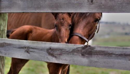 Fox Hollow Farm - Photo 5