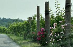 Valdobbiadene - free parking - Colline Prosecco - Foto 11