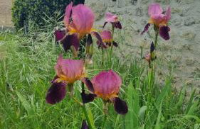 Maison d'Amis - Foto 36